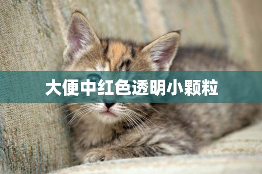 大便中紅色透明小顆粒