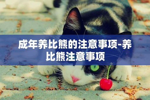成年養比熊的注意事項-養比熊注意事項