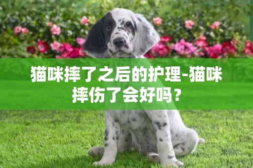 貓咪摔了之后的護理-貓咪摔傷了會好嗎？