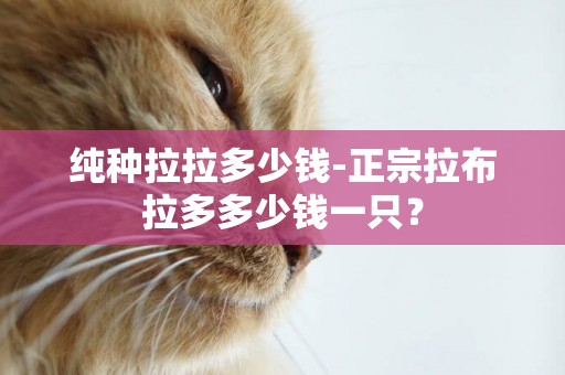 純種拉拉多少錢-正宗拉布拉多多少錢一只？