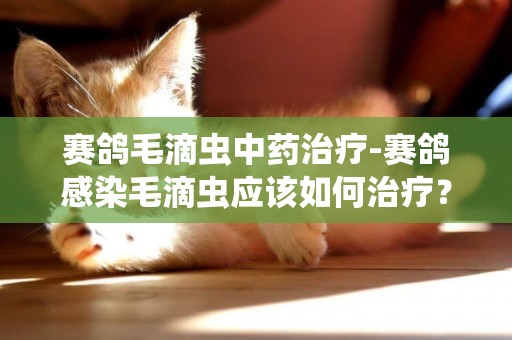 賽鴿毛滴蟲中藥治療-賽鴿感染毛滴蟲應該如何治療？