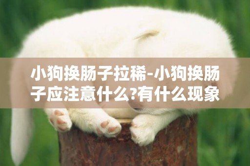 小狗換腸子拉稀-小狗換腸子應注意什么?有什么現象?
