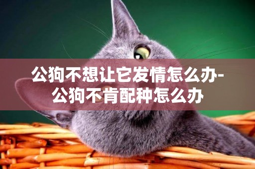 公狗不想讓它發情怎么辦-公狗不肯配種怎么辦
