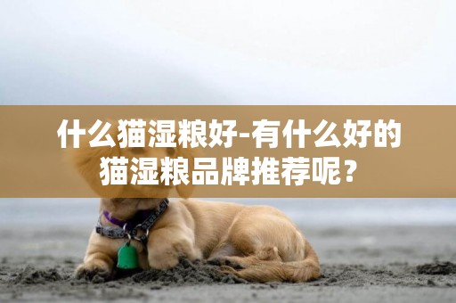 什么貓濕糧好-有什么好的貓濕糧品牌推薦呢？