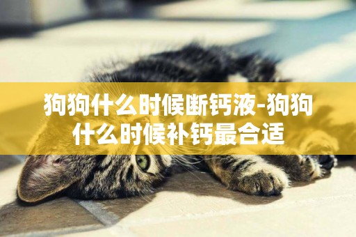 狗狗什么時候斷鈣液-狗狗什么時候補鈣最合適