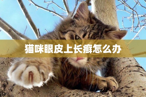 貓咪眼皮上長癬怎么辦