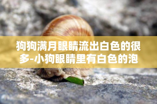 狗狗滿月眼睛流出白色的很多-小狗眼睛里有白色的泡,總是流膿