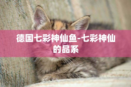 德國七彩神仙魚-七彩神仙的品系