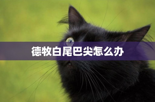 德牧白尾巴尖怎么辦