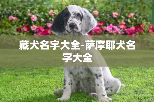 藏犬名字大全-薩摩耶犬名字大全