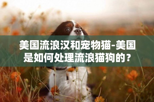 美國流浪漢和寵物貓-美國是如何處理流浪貓狗的？