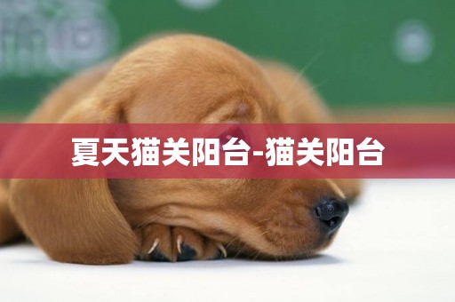 夏天貓關陽臺-貓關陽臺