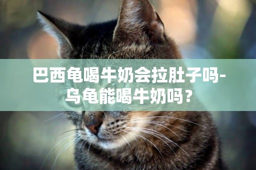 巴西龜喝牛奶會拉肚子嗎-烏龜能喝牛奶嗎？
