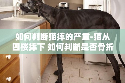 如何判斷貓摔的嚴重-貓從四樓摔下 如何判斷是否骨折