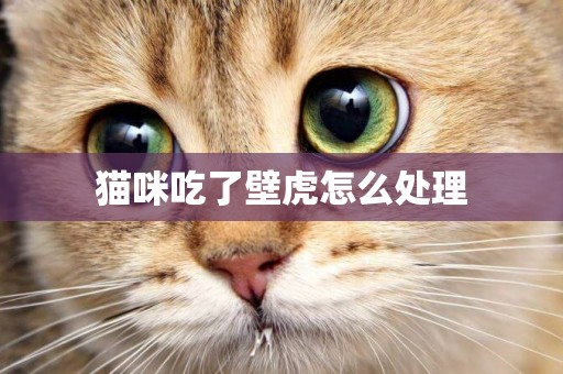 貓咪吃了壁虎怎么處理