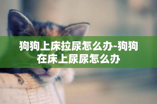 狗狗上床拉尿怎么辦-狗狗在床上尿尿怎么辦