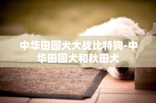 中華田園犬大戰比特狗-中華田園犬和秋田犬