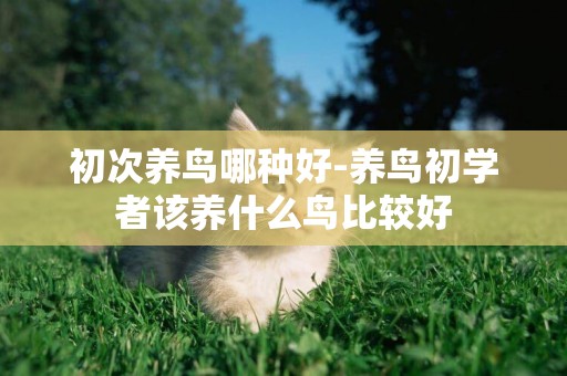 初次養鳥哪種好-養鳥初學者該養什么鳥比較好