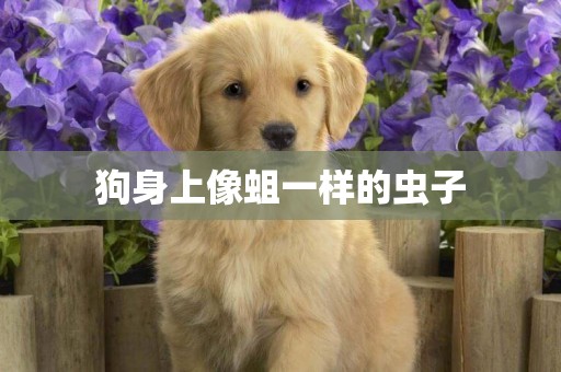 狗身上像蛆一樣的蟲子