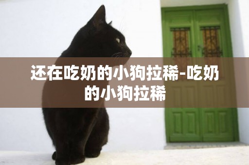 還在吃奶的小狗拉稀-吃奶的小狗拉稀