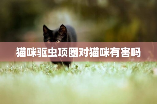 貓咪驅蟲項圈對貓咪有害嗎