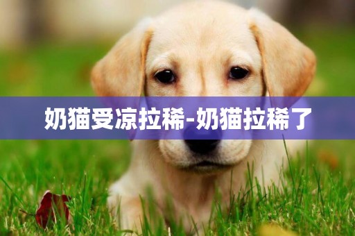 奶貓受涼拉稀-奶貓拉稀了