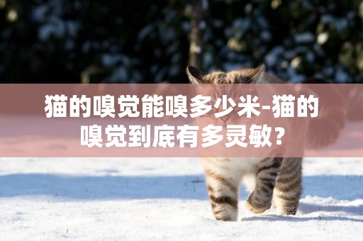 貓的嗅覺能嗅多少米-貓的嗅覺到底有多靈敏？