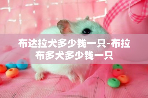 布達拉犬多少錢一只-布拉布多犬多少錢一只