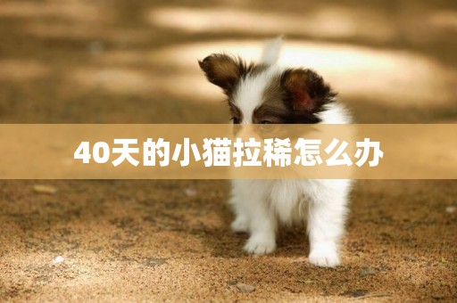 40天的小貓拉稀怎么辦