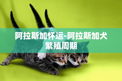 阿拉斯加懷運-阿拉斯加犬繁殖周期