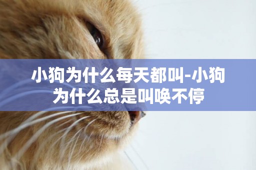 小狗為什么每天都叫-小狗為什么總是叫喚不停