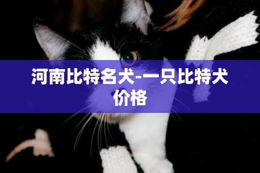 河南比特名犬-一只比特犬價格