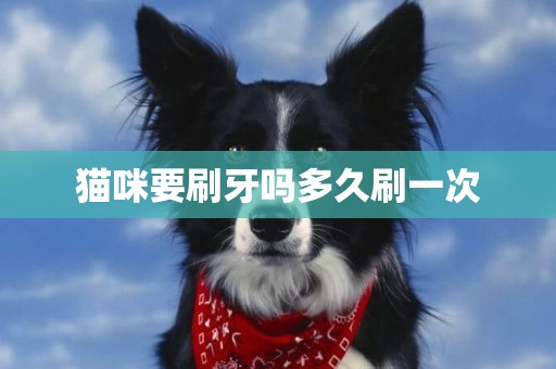 貓咪要刷牙嗎多久刷一次