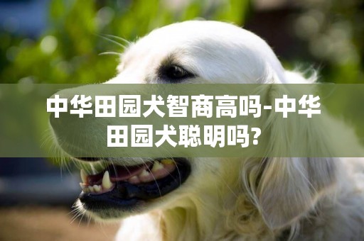 中華田園犬智商高嗎-中華田園犬聰明嗎?
