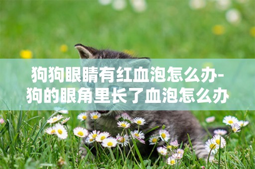 狗狗眼睛有紅血泡怎么辦-狗的眼角里長了血泡怎么辦?