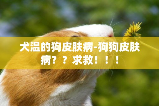 犬溫的狗皮膚病-狗狗皮膚病？？求救！！！