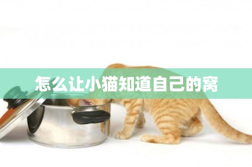 怎么讓小貓知道自己的窩