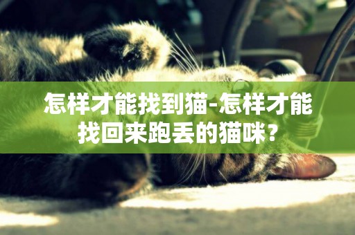 怎樣才能找到貓-怎樣才能找回來跑丟的貓咪？
