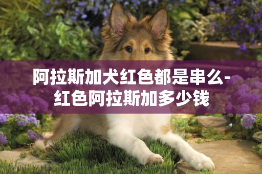 阿拉斯加犬紅色都是串么-紅色阿拉斯加多少錢
