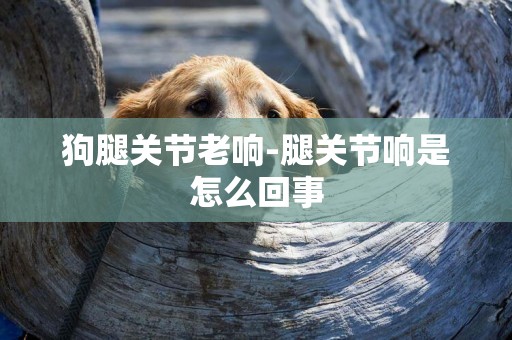 狗腿關節老響-腿關節響是怎么回事