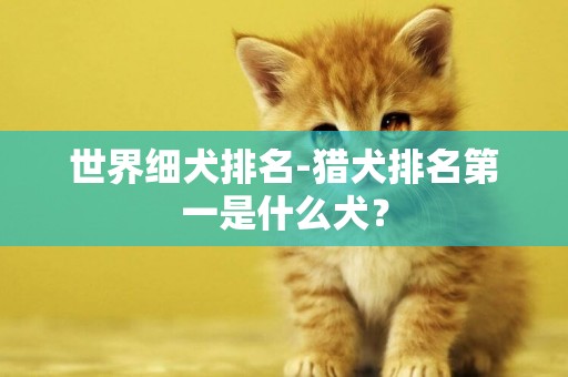 世界細犬排名-獵犬排名第一是什么犬？