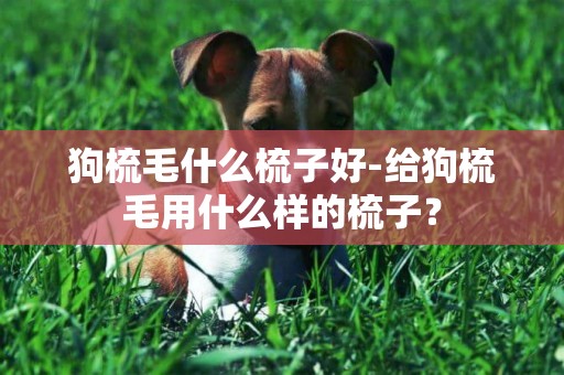 狗梳毛什么梳子好-給狗梳毛用什么樣的梳子？