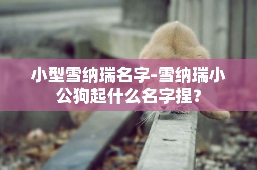 小型雪納瑞名字-雪納瑞小公狗起什么名字捏？