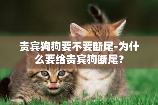 貴賓狗狗要不要斷尾-為什么要給貴賓狗斷尾？