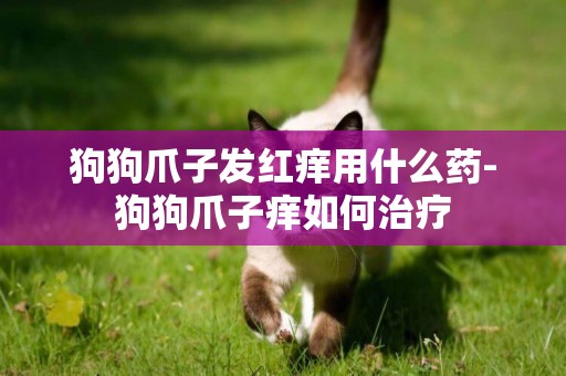 狗狗爪子發紅癢用什么藥-狗狗爪子癢如何治療