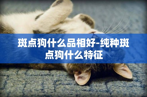 斑點狗什么品相好-純種斑點狗什么特征