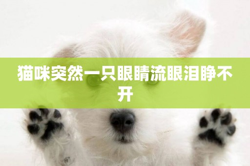 貓咪突然一只眼睛流眼淚睜不開