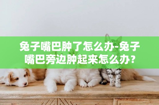 兔子嘴巴腫了怎么辦-兔子嘴巴旁邊腫起來怎么辦？