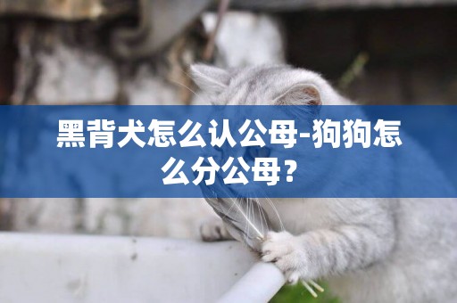 黑背犬怎么認公母-狗狗怎么分公母？