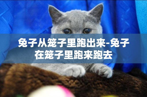 兔子從籠子里跑出來-兔子在籠子里跑來跑去
